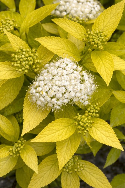 Спірея японська Вайт Голд|Spiraea japonica White Gold|Спирея японская Вайт Голд